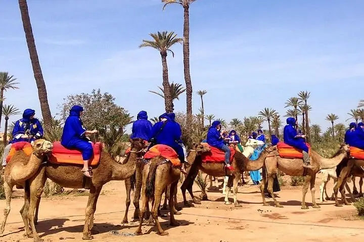 Camel ride through Marrakech palmeries at golden hour Camel ride through Marrakech palmeries at golden hour